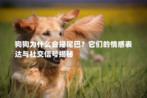 狗狗為什么會(huì)搖尾巴？它們的情感表達(dá)與社交信號(hào)揭秘