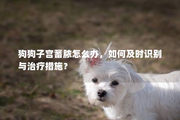 狗狗子宮蓄膿怎么辦，如何及時識別與治療措施？