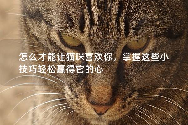 怎么才能讓貓咪喜歡你，掌握這些小技巧輕松贏得它的心