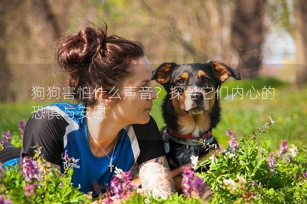 狗狗害怕什么聲音？探尋它們內(nèi)心的恐懼與安慰