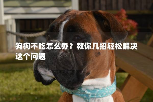 狗狗不吃怎么辦？教你幾招輕松解決這個問題