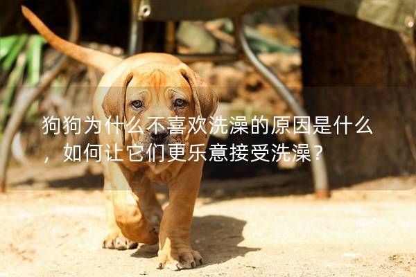 狗狗為什么不喜歡洗澡的原因是什么，如何讓它們更樂意接受洗澡？
