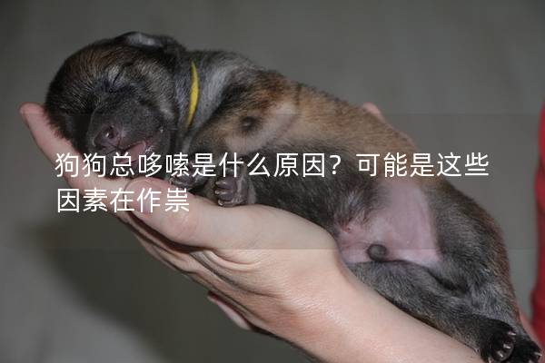 狗狗總哆嗦是什么原因？可能是這些因素在作祟