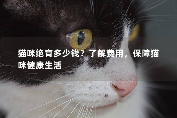 貓咪絕育多少錢？了解費用，保障貓咪健康生活