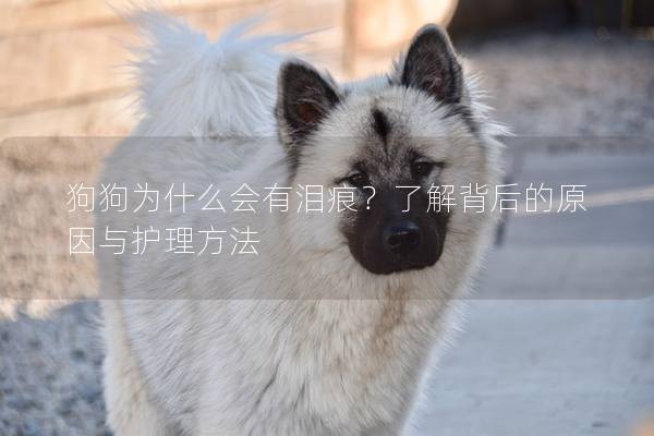 狗狗為什么會有淚痕？了解背后的原因與護理方法