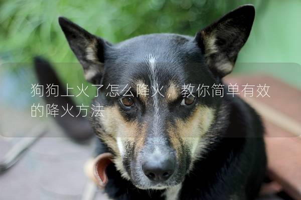 狗狗上火了怎么降火，教你簡單有效的降火方法
