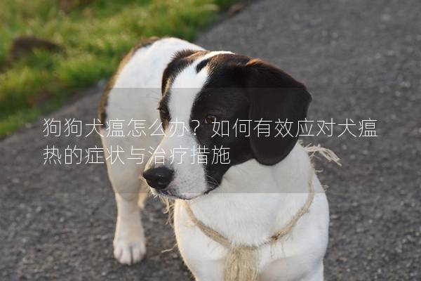 狗狗犬瘟怎么辦？如何有效應對犬瘟熱的癥狀與治療措施