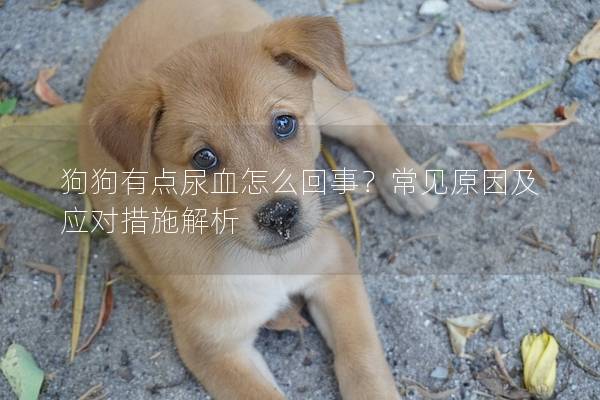 狗狗有點尿血怎么回事?常見原因及應對措施解析 狗狗有點尿血怎么回事?常見原因及應對措施解析