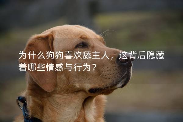 為什么狗狗喜歡舔主人,這背后隱藏著哪些情感與行為? 為什么狗狗喜歡舔主人,這背后隱藏著哪些情感與行為?