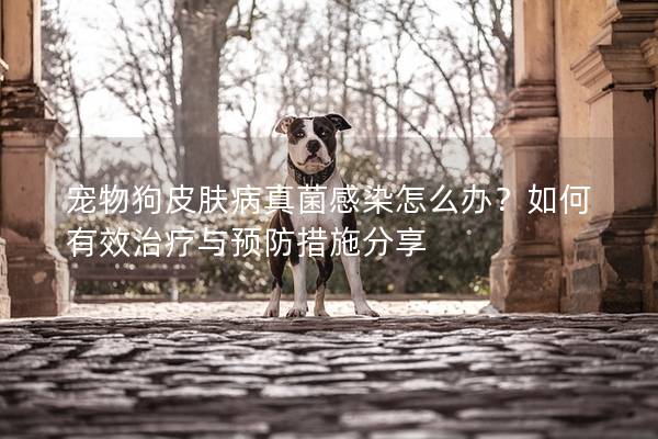 寵物狗皮膚病真菌感染怎么辦？如何有效治療與預防措施分享