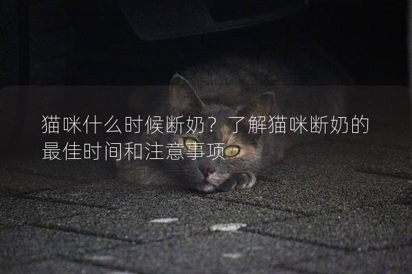 貓咪什么時候斷奶？了解貓咪斷奶的最佳時間和注意事項