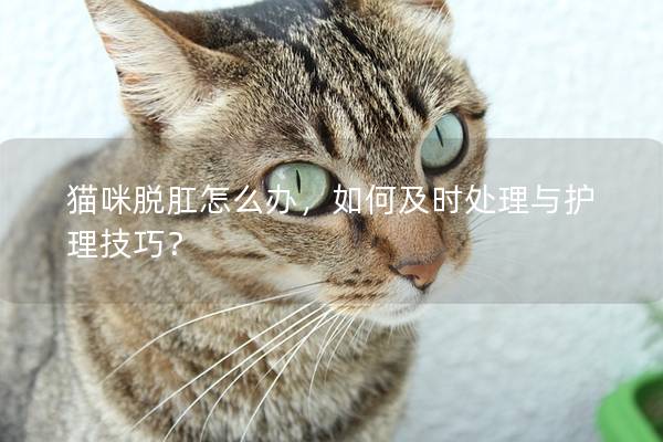 貓咪脫肛怎么辦，如何及時處理與護理技巧？