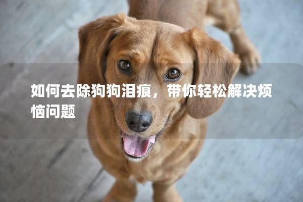 如何去除狗狗淚痕,帶你輕松解決煩惱問題 如何去除狗狗淚痕,帶你輕松解決煩惱問題