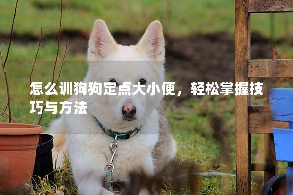 怎么訓(xùn)狗狗定點(diǎn)大小便，輕松掌握技巧與方法