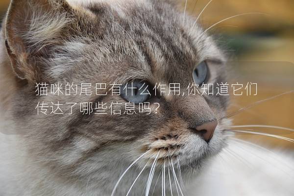 貓咪的尾巴有什么作用,你知道它們傳達了哪些信息嗎？