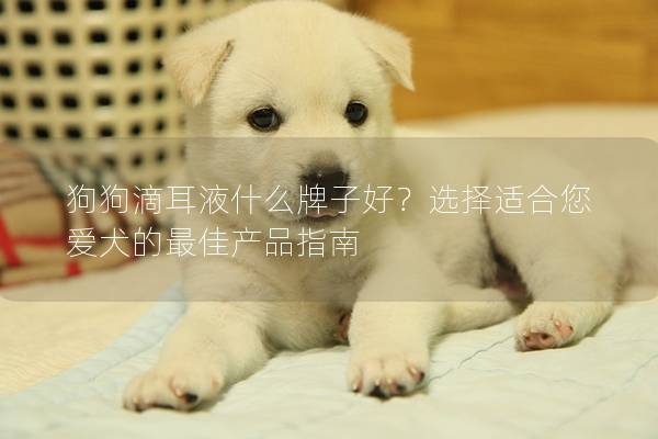 狗狗滴耳液什么牌子好？選擇適合您愛犬的最佳產品指南