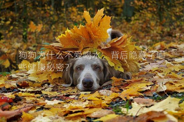 狗狗為什么不愛喝水，背后隱藏了哪些健康秘密？