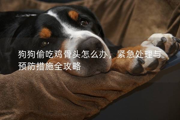 狗狗偷吃雞骨頭怎么辦，緊急處理與預防措施全攻略