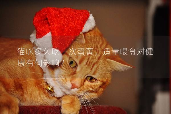 貓咪多久吃一次蛋黃，適量喂食對健康有何影響？
