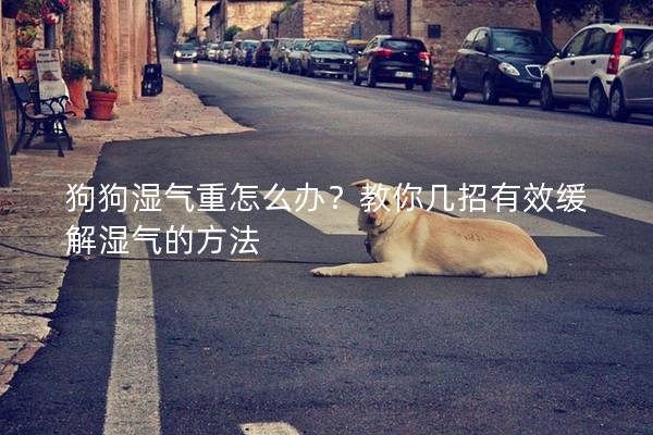 狗狗濕氣重怎么辦？教你幾招有效緩解濕氣的方法