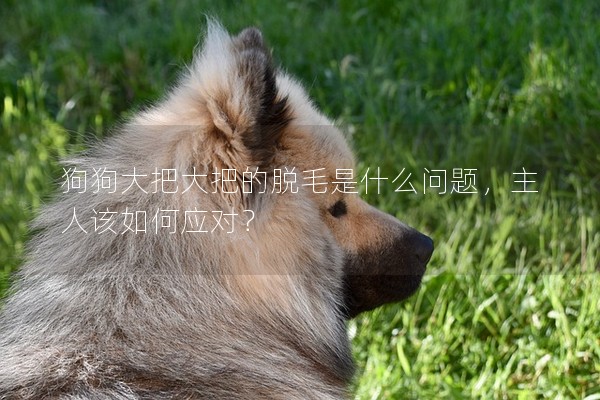 狗狗大把大把的脫毛是什么問題,主人該如何應對? 狗狗大把大把的脫毛是什么問題,主人該如何應對?