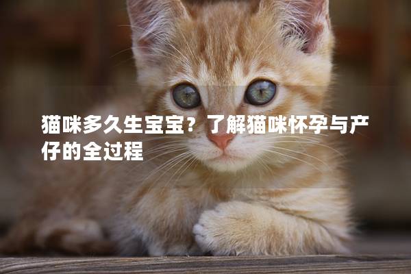 貓咪多久生寶寶？了解貓咪懷孕與產仔的全過程