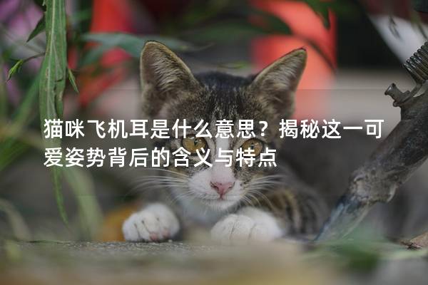 貓咪飛機(jī)耳是什么意思？揭秘這一可愛姿勢(shì)背后的含義與特點(diǎn)