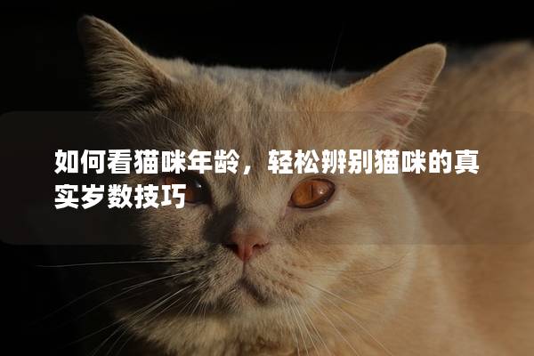 如何看貓咪年齡，輕松辨別貓咪的真實歲數技巧
