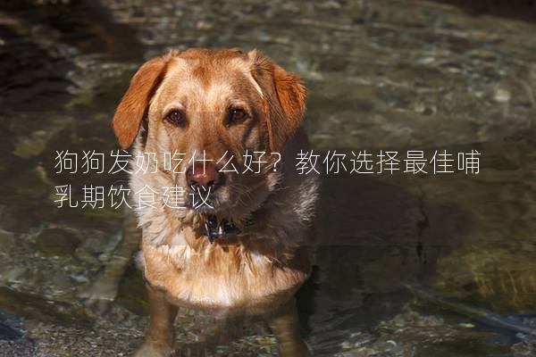 狗狗發奶吃什么好？教你選擇最佳哺乳期飲食建議
