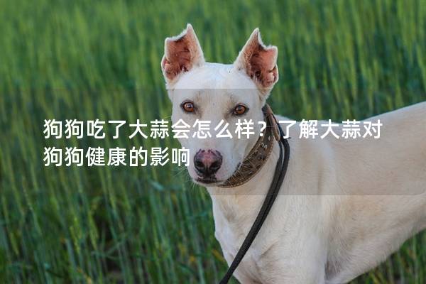狗狗吃了大蒜會(huì)怎么樣？了解大蒜對(duì)狗狗健康的影響