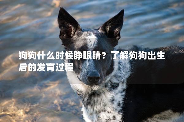 狗狗什么時(shí)候睜眼睛？了解狗狗出生后的發(fā)育過程