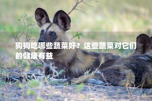 狗狗吃哪些蔬菜好？這些蔬菜對它們的健康有益