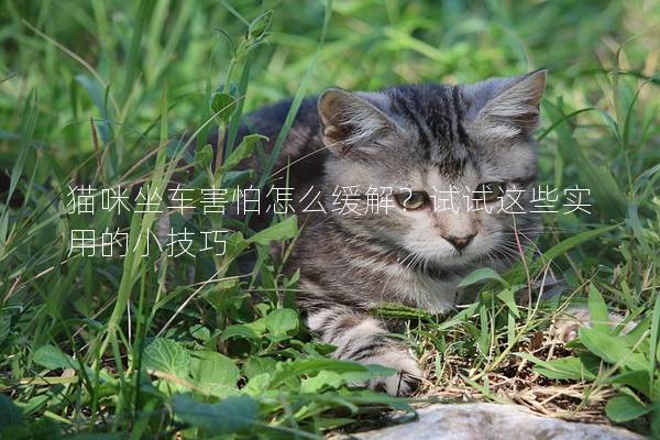 貓咪坐車害怕怎么緩解？試試這些實用的小技巧