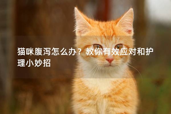 貓咪腹瀉怎么辦?教你有效應(yīng)對(duì)和護(hù)理小妙招