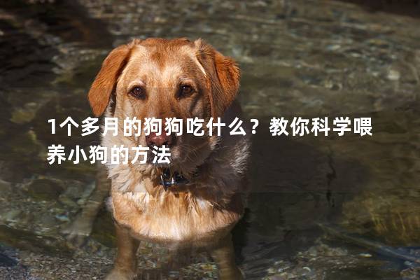 1個多月的狗狗吃什么？教你科學喂養小狗的方法
