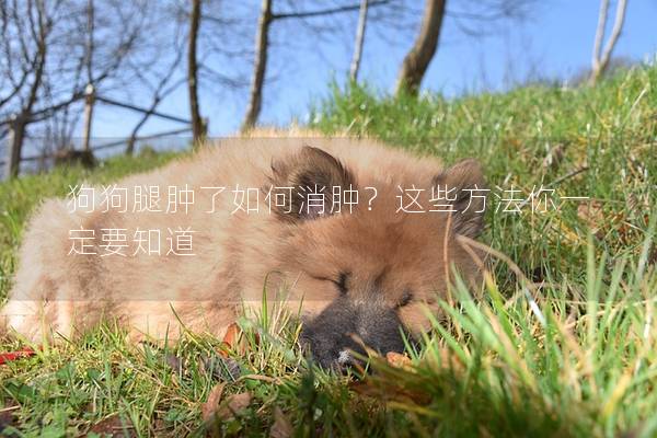 狗狗腿腫了如何消腫？這些方法你一定要知道