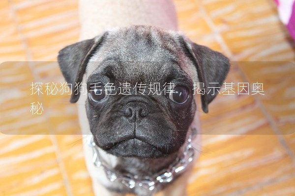探秘狗狗毛色遺傳規(guī)律，揭示基因奧秘