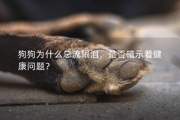 狗狗為什么總流眼淚，是否暗示著健康問題？