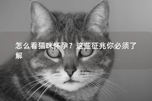 怎么看貓咪懷孕？這些征兆你必須了解