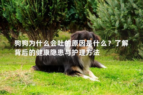 狗狗為什么會(huì)吐的原因是什么？了解背后的健康隱患與護(hù)理方法