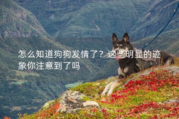 怎么知道狗狗發情了？這些明顯的跡象你注意到了嗎