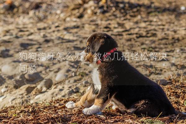 狗狗齙牙怎么辦？教你幾招輕松解決問(wèn)題