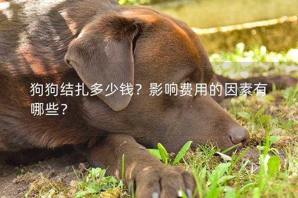 狗狗結扎多少錢？影響費用的因素有哪些？
