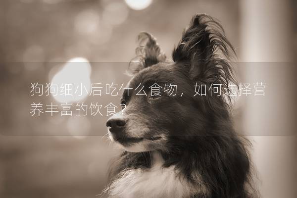狗狗細小后吃什么食物，如何選擇營養豐富的飲食？