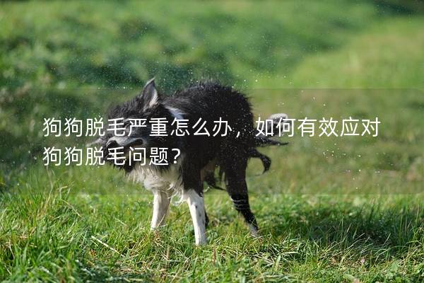狗狗脫毛嚴重怎么辦，如何有效應對狗狗脫毛問題？