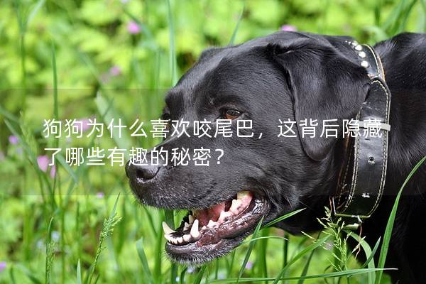 狗狗為什么喜歡咬尾巴，這背后隱藏了哪些有趣的秘密？