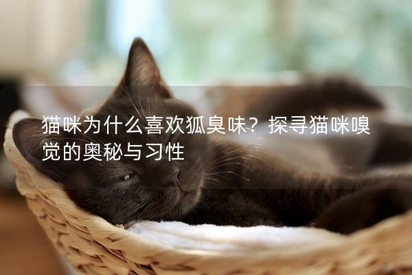 貓咪為什么喜歡狐臭味？探尋貓咪嗅覺的奧秘與習性