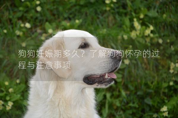 狗狗妊娠期多久？了解狗狗懷孕的過程與注意事項(xiàng)