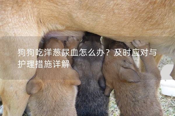 狗狗吃洋蔥尿血怎么辦？及時(shí)應(yīng)對與護(hù)理措施詳解