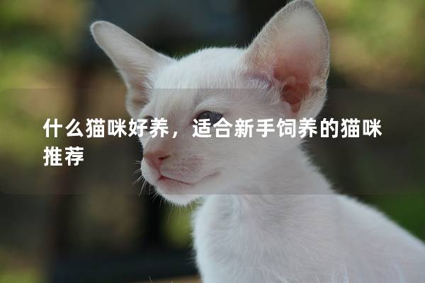 什么貓咪好養，適合新手飼養的貓咪推薦